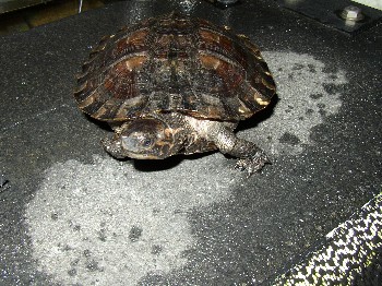 Asian Leaf Turtle